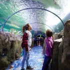 Business 6 image SEA LIFE SYDNEY AQUARIUM what's on Sydney in Sydney NSW