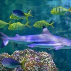 Business 7 image SEA LIFE SYDNEY AQUARIUM what's on Sydney in Sydney NSW