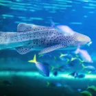 Business 9 image SEA LIFE SYDNEY AQUARIUM what's on Sydney in Sydney NSW