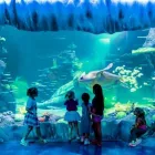 Business 10 image SEA LIFE SYDNEY AQUARIUM what's on Sydney in Sydney NSW