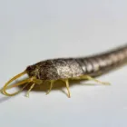 Business 1 image SILVERFISH PEST CONTROL SYDNEY Pest Control in Sydney NSW