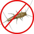 Business 2 image SILVERFISH TREATMENT ADELAIDE Pest Inspection in Adelaide SA