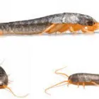Business 3 image SILVERFISH TREATMENT ADELAIDE Pest Inspection in Adelaide SA