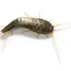 Business 5 image SILVERFISH TREATMENT ADELAIDE Pest Inspection in Adelaide SA