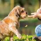 Business 1 image SITDROPSTAY Dog Training in Mount Pleasant SA