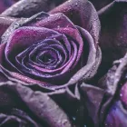 Business 5 image SOUTHEAST FUNERAL CARE Funerals in Dandenong South VIC