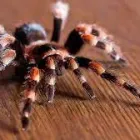 Business 2 image SPIDER INSPECTION PERTH Pest Control in Perth WA