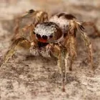 Business 3 image SPIDER INSPECTION PERTH Pest Control in Perth WA