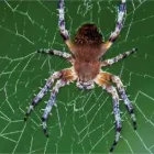 Business 1 image SPIDER SPRAY MELBOURNE Pest Control in Melbourne VIC