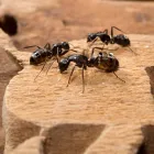 Business 2 image SQUEAK PEST BED BUG CONTROL MELBOURNE Pest Control in Melbourne VIC