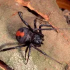 Business 3 image SQUEAK PEST BED BUG CONTROL MELBOURNE Pest Control in Melbourne VIC