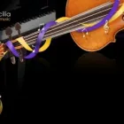 Business 4 image ST CECILIA SCHOOL OF MUSIC & EXAMINATIONS Violins in Launceston TAS