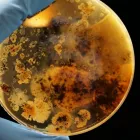 Business 5 image SYDNEY PHOBIA THERAPY Hypnotherapy in North Sydney NSW