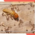 Business 1 image TERMITE CONTROL ADELAIDE Pest Management in Adelaide SA