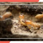 Business 2 image TERMITE CONTROL ADELAIDE Pest Management in Adelaide SA