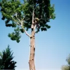 Business 2 image TERRYS TREES Tree Trimming in Earlwood NSW