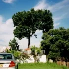 Business 3 image TERRYS TREES Tree Trimming in Earlwood NSW