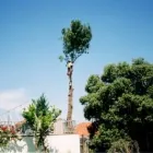 Business 4 image TERRYS TREES Tree Trimming in Earlwood NSW
