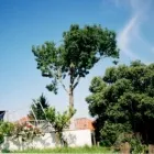 Business 5 image TERRYS TREES Tree Trimming in Earlwood NSW