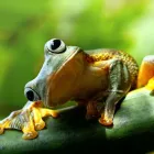 Business 5 image THE UNUSUAL PET VETS Veterinary Surgery in Balcatta WA