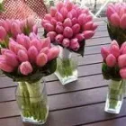 Business 2 image TNB TULIPS Wholesale Nursery in Monbulk VIC