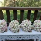 Business 3 image TNB TULIPS Wholesale Nursery in Monbulk VIC