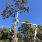 Business 2 image TREE AESTHETICS Lawn Mowing Services in Hazelmere WA