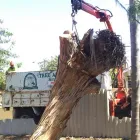 Business 3 image TREE AESTHETICS Lawn Mowing Services in Hazelmere WA