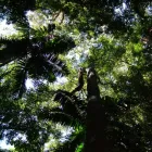 Business 7 image TURKEY'S NEST RAINFOREST COTTAGES B&B - Bed & Breakfast Accommodation in Mt Glorious QLD