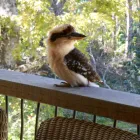 Business 11 image TURKEY'S NEST RAINFOREST COTTAGES B&B - Bed & Breakfast Accommodation in Mt Glorious QLD