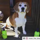 Business 5 image UNDERWATER DOGS Pet Supplies in Manly NSW