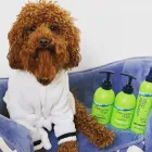 Business 6 image UNDERWATER DOGS Pet Supplies in Manly NSW
