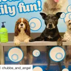 Business 9 image UNDERWATER DOGS Pet Supplies in Manly NSW