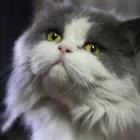 Business 2 image WEST TOOWOOMBA VETERINARY SURGERY Vets & Veterinary Surgeons in Toowoomba QLD