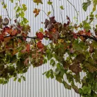 Business 3 image WINEVINE WA / WINEVINE AUSTRALIA Wine Tours in Gwelup WA