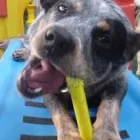 Business 1 image YOURS IN PAWS DOG DAY CARE & TRAINING Pet Care in Launceston TAS