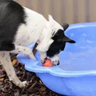 Business 2 image YOURS IN PAWS DOG DAY CARE & TRAINING Pet Care in Launceston TAS