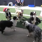 Business 3 image YOURS IN PAWS DOG DAY CARE & TRAINING Pet Care in Launceston TAS