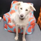 Business 4 image YOURS IN PAWS DOG DAY CARE & TRAINING Pet Care in Launceston TAS