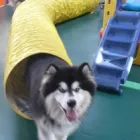 Business 5 image YOURS IN PAWS DOG DAY CARE & TRAINING Pet Care in Launceston TAS