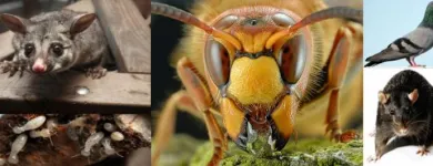 Business 1 image ACE PEST CONTROL BRISBANE Pest Inspection in Brisbane QLD