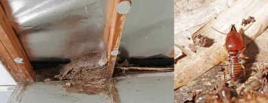 Business 2 image ACE PEST CONTROL BRISBANE Pest Inspection in Brisbane QLD