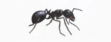 Business 2 image ACE PEST CONTROL PERTH Pest Control in Perth WA