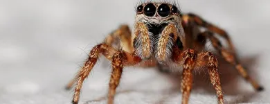 Business 1 image ACE PEST SPIDERS CONTROL MELBOURNE Pest Control in Melbourne VIC