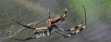 Business 2 image ACE PEST SPIDERS CONTROL MELBOURNE Pest Control in Melbourne VIC