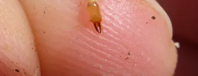 Business 8 image ALLINSPECT Pre-slae Inspections in Browns Plains QLD