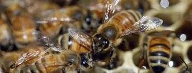 Business 4 image BOBS BEE REMOVAL SYDNEY Pest Control in Sydney NSW
