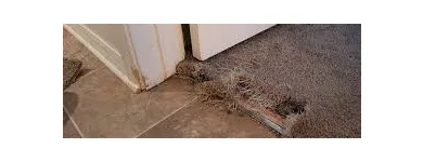 Business 1 image CARPET REPAIR BRISBANE Home Cleaning in Brisbane QLD