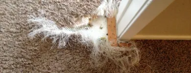 Business 2 image CARPET REPAIR BRISBANE Home Cleaning in Brisbane QLD