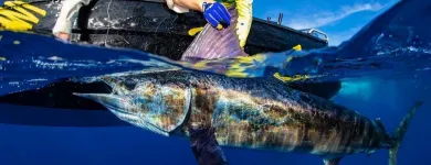 Business 1 image COMPLEAT ANGLER & CAMPING OUTDOORS GREGORY HILLS & HOBIE KAYAKS Outdoor Furniture in Gregory Hills NSW